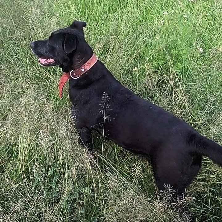 Mascotas en nuestro gran día ♥️♥️♥️ - 1