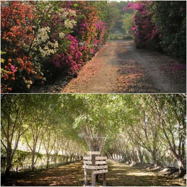 ¿Cómo fue que surgió la idea de casarnos en el bosque? - 2