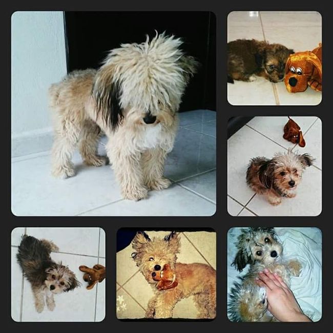 Presenten mascotas.... - 1