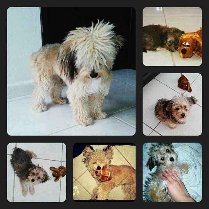 Presenten mascotas.... - 1