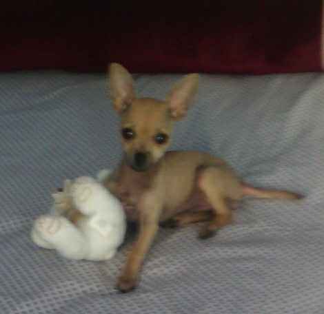 Mascotas en la sesión de fotos - 1