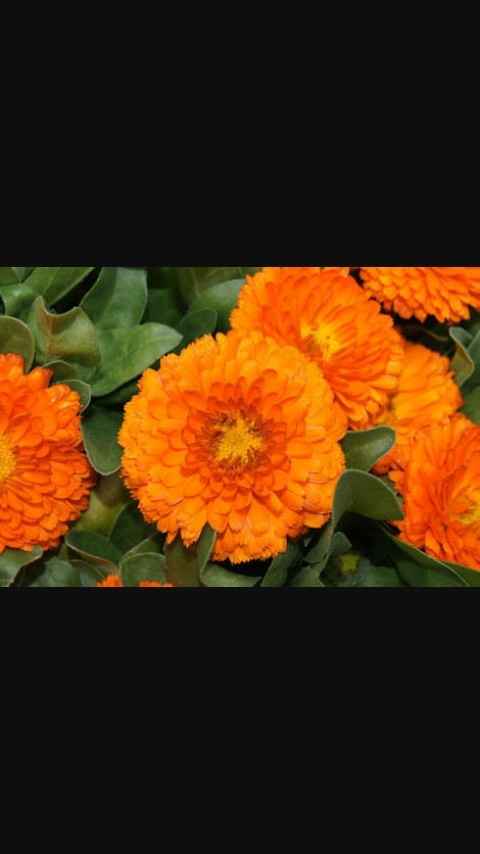 Flores otoño-invierno - 6