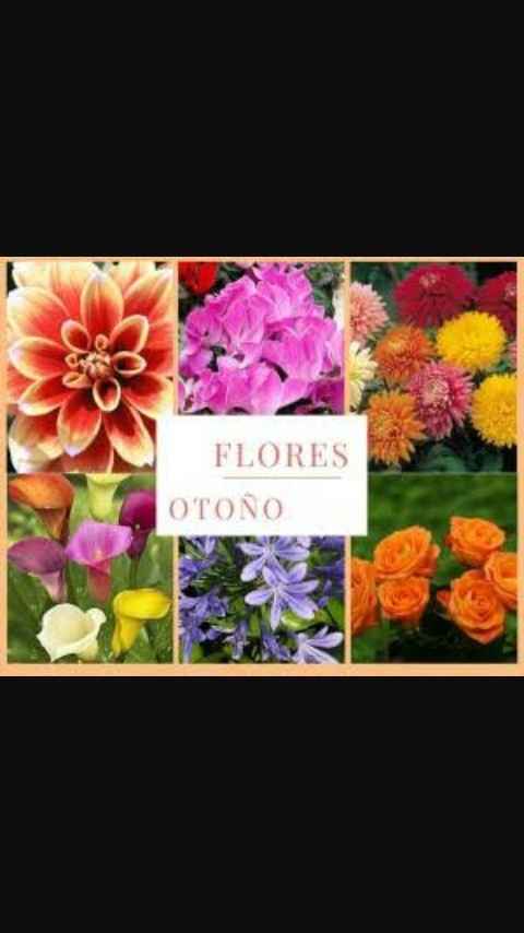 Flores otoño-invierno - 12