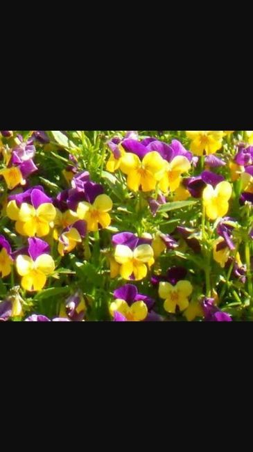 Flores otoño-invierno - 7