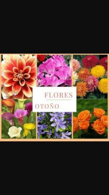 Flores otoño-invierno - 12