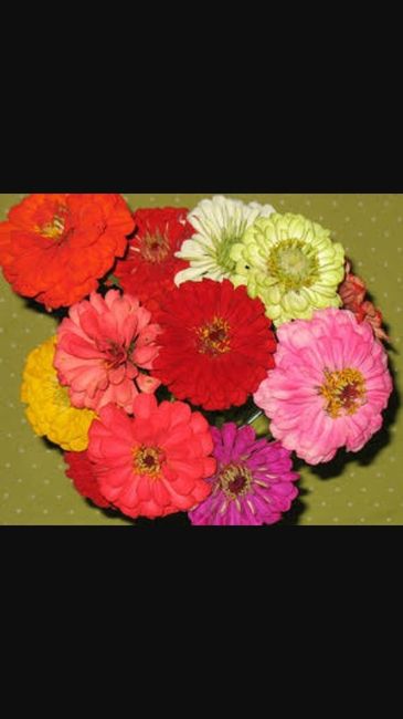 Flores otoño-invierno - 18