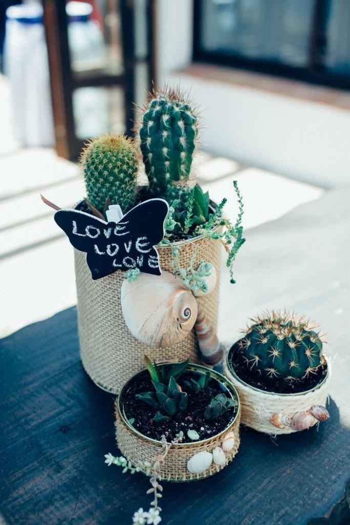 Suculentas y cactaceas!