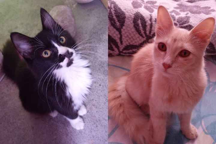 Outfits para las mascotas en la boda👍👎 - 1