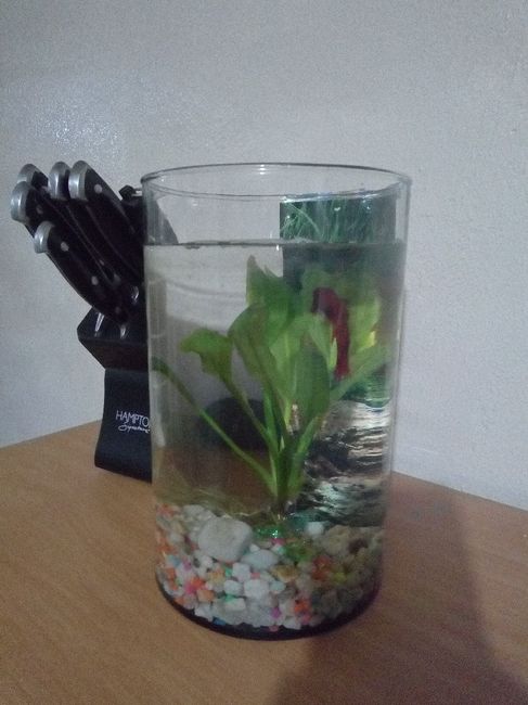 Bajo presupuesto - 1