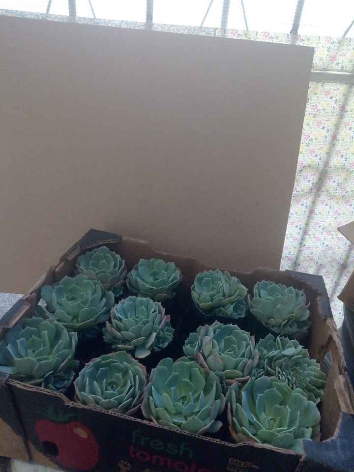 Plantas para centros de mesa y otros avances - 1
