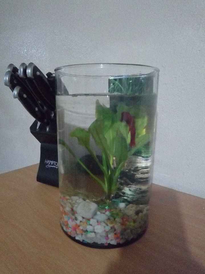 Bajo presupuesto - 1