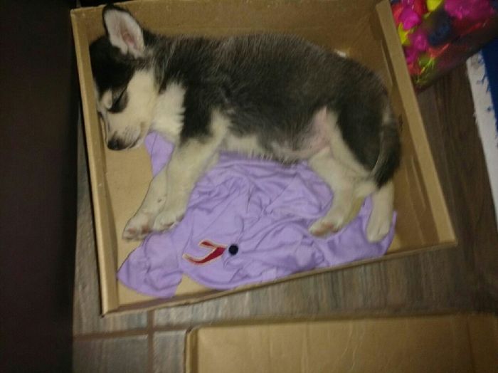 Tu mascota en la boda - 1