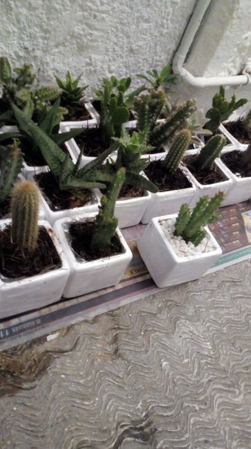  Llegaron las plantitas!!! - 2