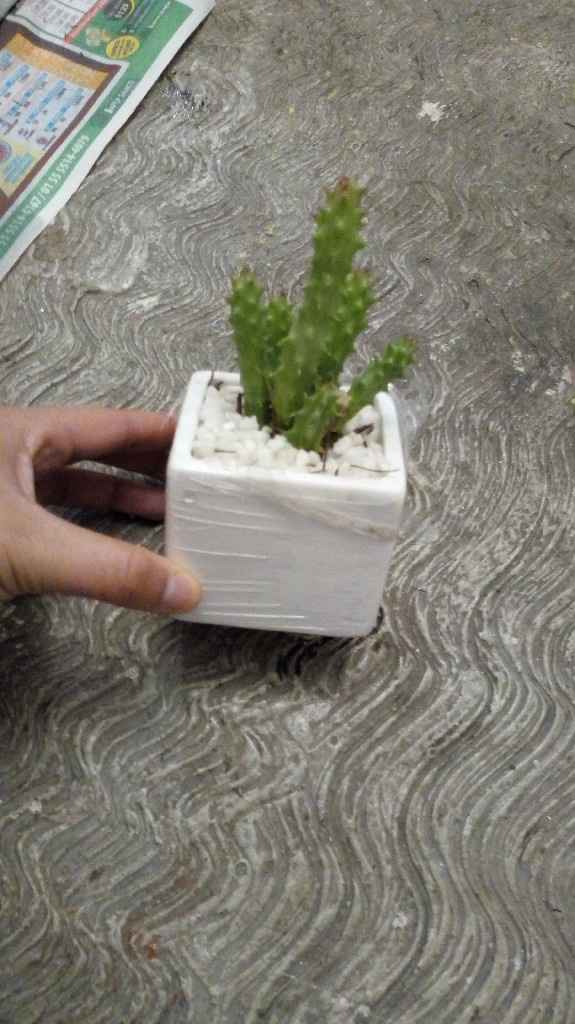  Llegaron las plantitas!!! - 3