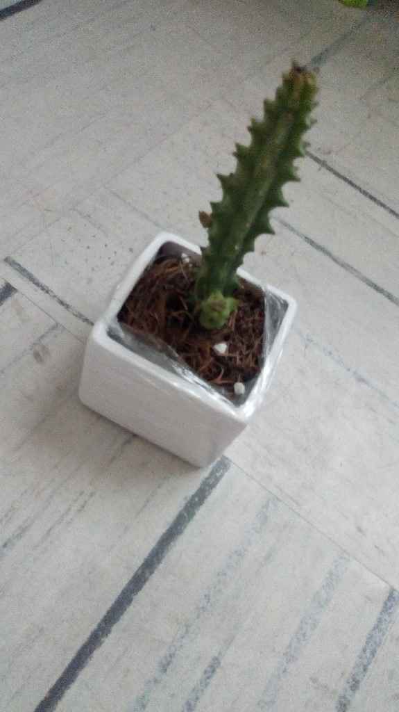  Llegaron las plantitas!!! - 5