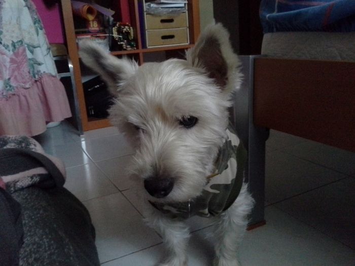 busco novia