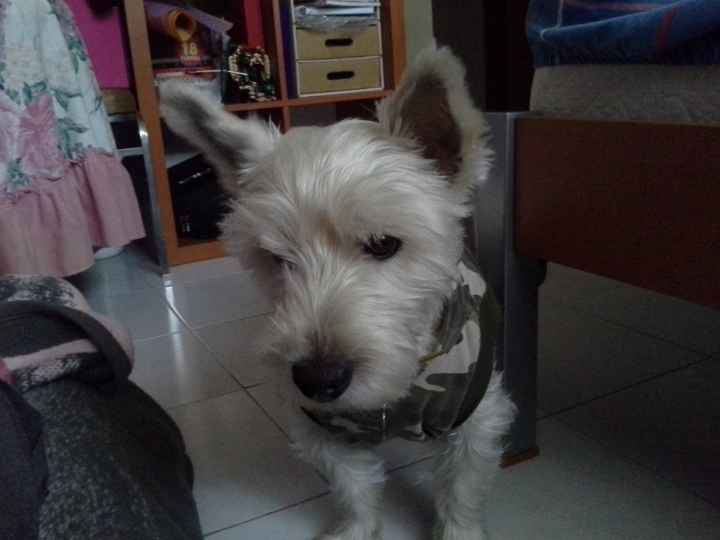 busco novia