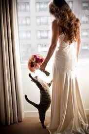 Boda con gatos