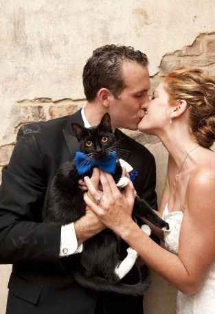 Boda con gatos