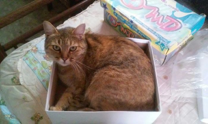 Mascotas: Los reyes de la casa!! - 1