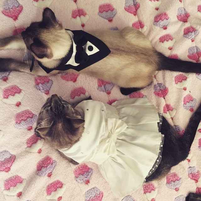 Mascotas que forman parte de tu boda