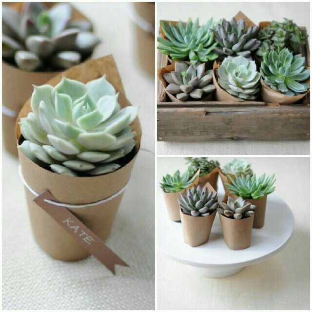 Centros de mesa con Cactus y Suculentas 2