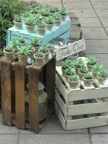 Plantas siii 🌵 - 2