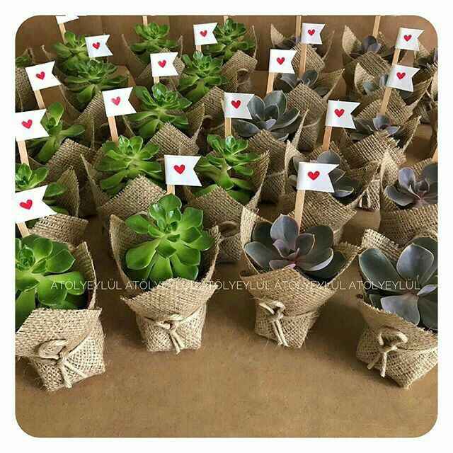 Plantas siii 🌵 - 3