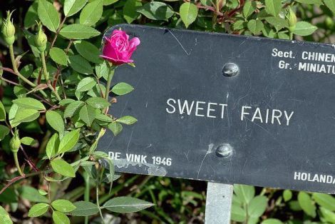 2. Una flor o estrella que lleve su nombre.  Igual que ver una planta crecer cada día, ha sido vuest