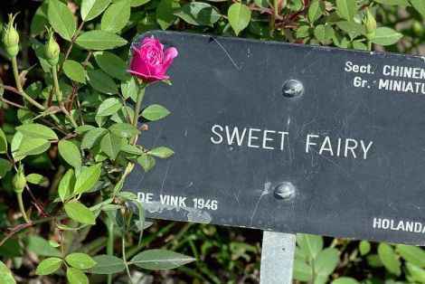 2. Una flor o estrella que lleve su nombre.  Igual que ver una planta crecer cada día, ha sido vuest