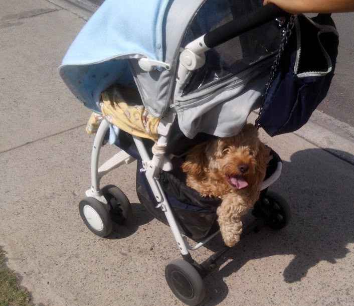 Mie hermosa conchuda jijiji Se llama Jasinta pero de cariño le decimos Jasi