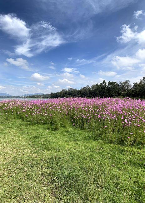 TENDENCIAS: Bodas en el campo ¿Tendrías una? 🌸 4