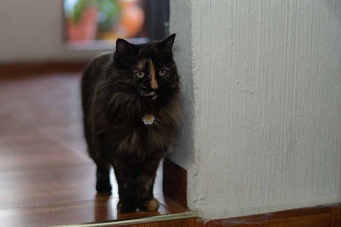 ¡Fotos con tus mascotas! ¿Te animarías? 🐶🐱 6