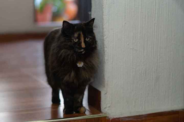 ¡Fotos con tus mascotas! ¿Te animarías? 🐶🐱 - 1