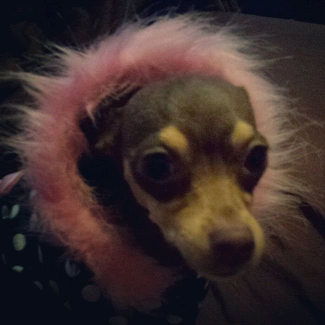 Presenten mascotas.... - 1
