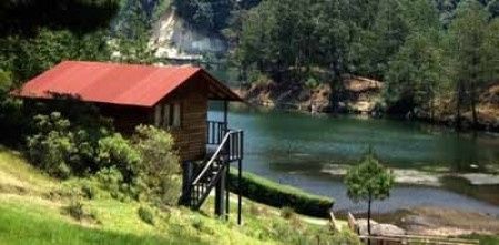 Luna de miel en el bosque