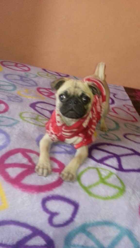 Ustedes ya tiene mascota para su futuro o ya hogar?? - 1