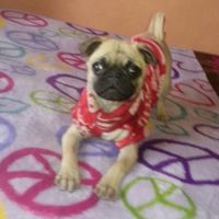 Ustedes ya tiene mascota para su futuro o ya hogar?? - 1