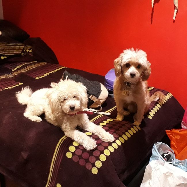 Peludines en la boda? 7