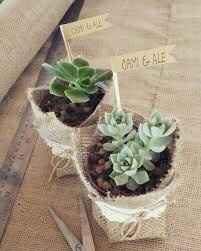 Suculentas como recuerdos de boda 🌵🌸 - 1