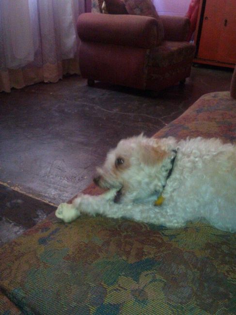 Presenten mascotas.... - 2