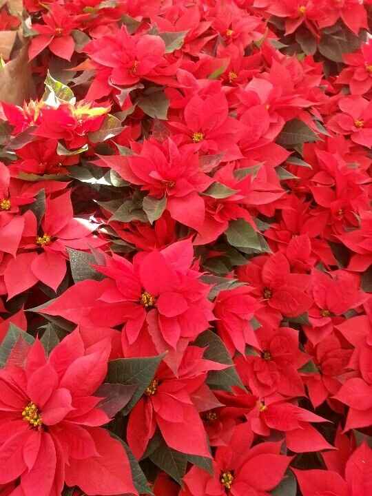 Boda mexicana en diciembre ?? - 1