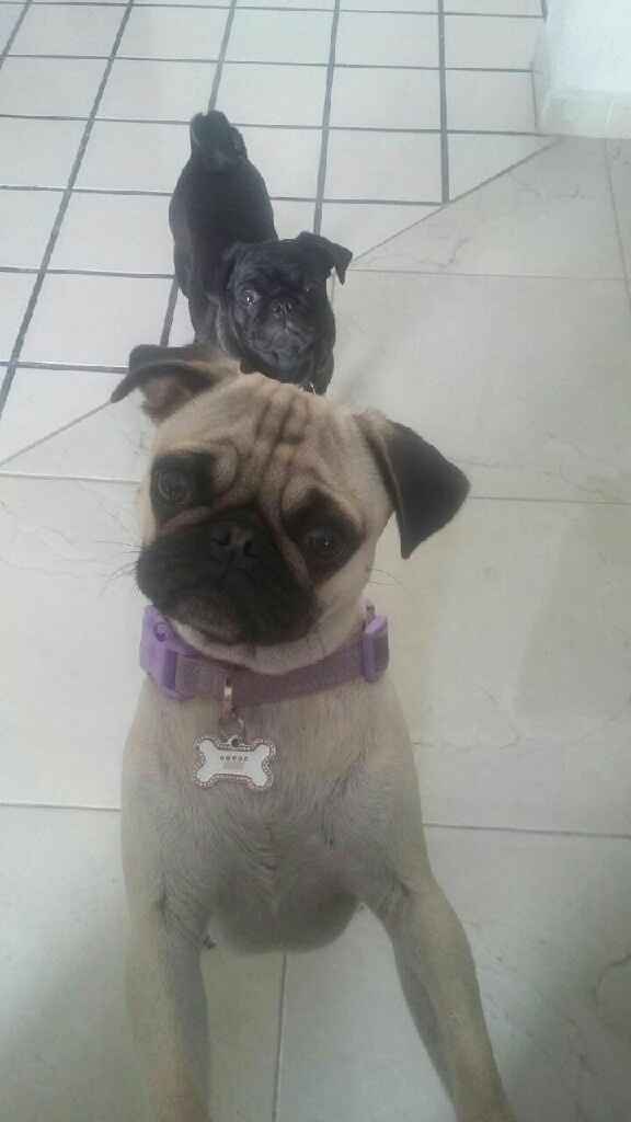 Novios de aguascalientes ya tienen mascota para su nuevo hogar?? - 1