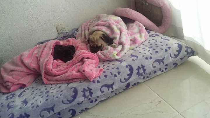 Novios de aguascalientes ya tienen mascota para su nuevo hogar?? - 2