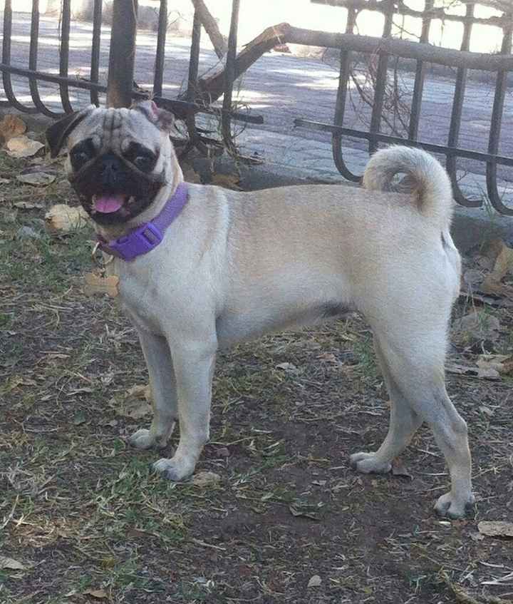 Novios de aguascalientes ya tienen mascota para su nuevo hogar?? - 3