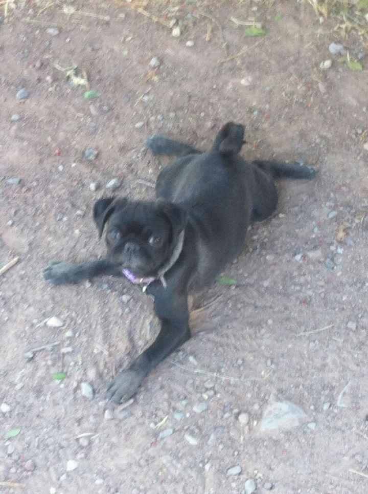 Novios de aguascalientes ya tienen mascota para su nuevo hogar?? - 4