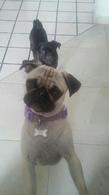 Novios de aguascalientes ya tienen mascota para su nuevo hogar?? - 1