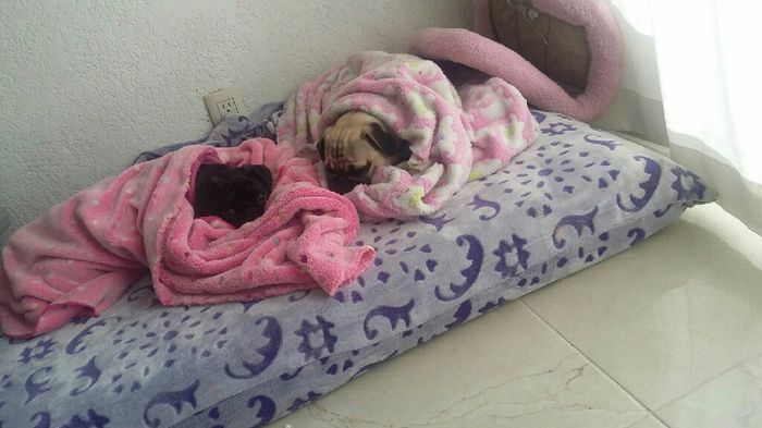 Novios de aguascalientes ya tienen mascota para su nuevo hogar?? - 2