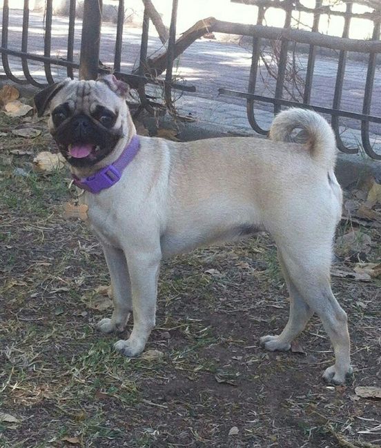 Novios de aguascalientes ya tienen mascota para su nuevo hogar?? - 3