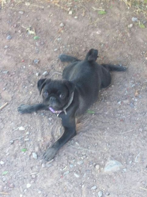 Novios de aguascalientes ya tienen mascota para su nuevo hogar?? - 4